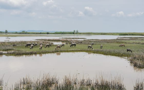 Herd of water buffalo in Talay-Noi Ramsar Sites in Phattalung province , Thailand