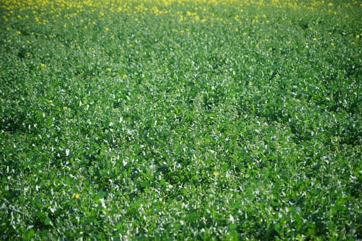 The close-up and top view of a flowering rapeseed field.