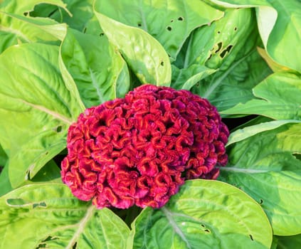 Red Cockscomb flower or Celosia cristata flower , close up top view image