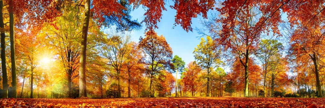Panorama of colorful trees in a park in autumn,a lively landscape with the sun shining through the foliage