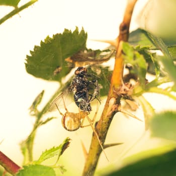 Macro of a Phylloneta impressa, cobweb spider, eating a fly.