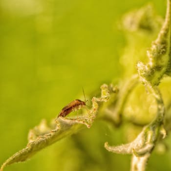 Macro of a brown Lyngus bug sitting on a leaf.