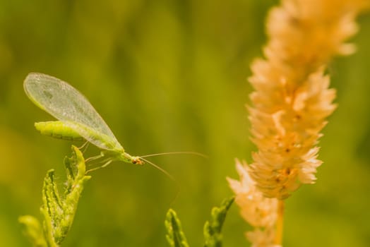 Macro of a green lacewing bug reaching for a blade of grass seed.