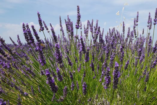 Lavender blossom in Provence,Valensole