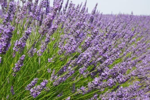 Lavender blossom in Provence,Valensole