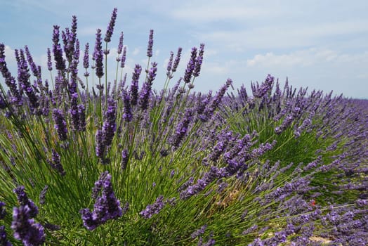 Lavender blossom in Provence,Valensole