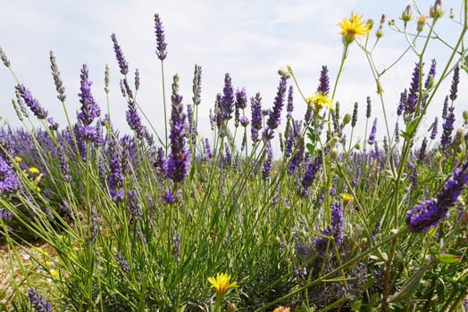 Lavender blossom in Provence,Valensole