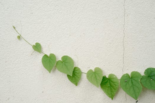 green heart shaped leaves on white wall