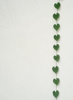 green heart shaped leaves on white wall
