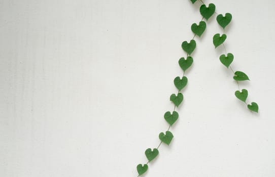 green heart shaped leaves on white wall