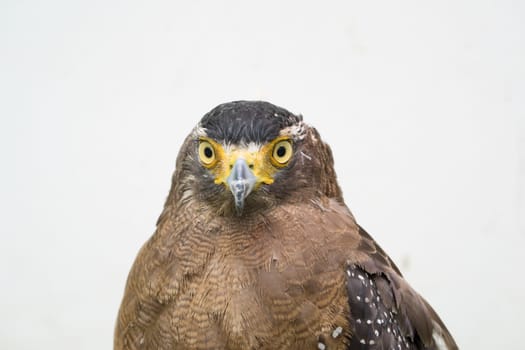 Crested serpent eagle ( Spilornis cheela ) head shot