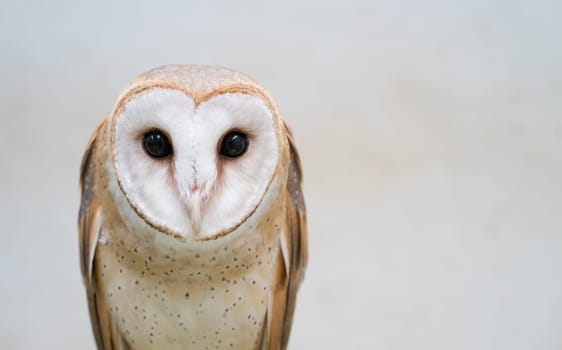 common barn owl ( Tyto alba )
