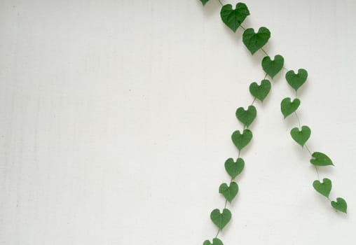 green heart shaped leaves on white wall