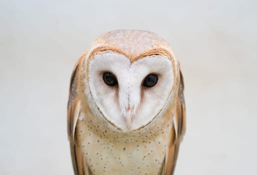 common barn owl ( Tyto alba )