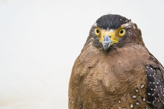 Crested serpent eagle ( Spilornis cheela ) head shot
