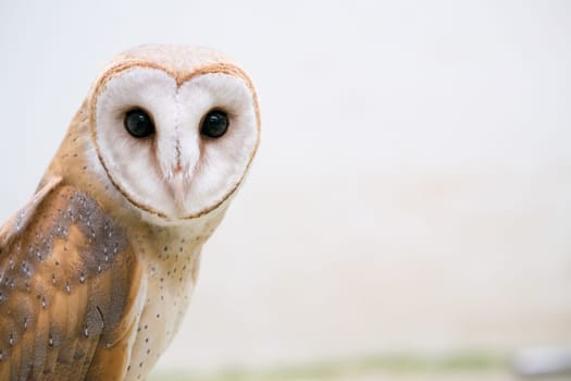 common barn owl ( Tyto alba )