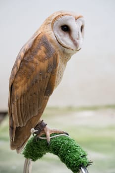 common barn owl ( Tyto alba ) were tied to a perch