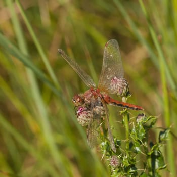 Side view of a Red Veined Darter Dragonfly resting on the head of a thistle bud.