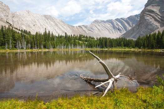 Landscape of one of the four Picklejar Lakes in surrounded by the Rocky Mountains with deadwood in the foreground in Kananaskis Alberta.