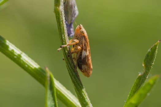 Macro of a tiny brown and biege leaf hopper resting on a plant stem.
