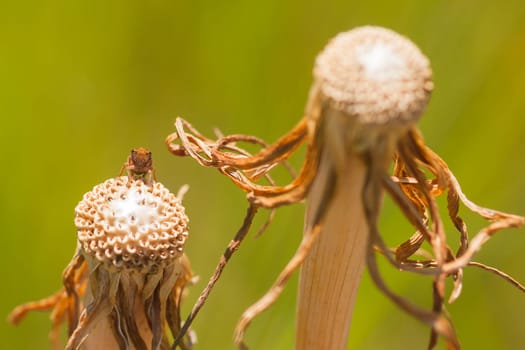 Macro of a small leaf hopper on the stem of a seeded dandelion.
