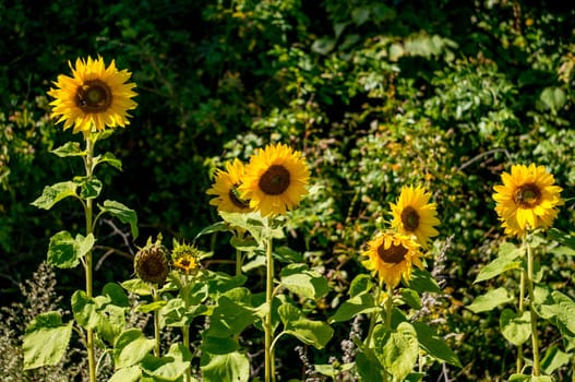 Sunflowers in full bloom in the sunshine