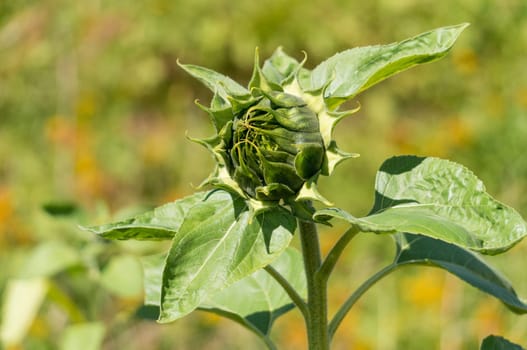 Sunflower with green flower bud ready to bloom
