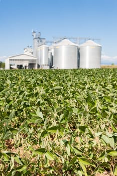 Soybean field. In the background, blurred a drying plant and silos