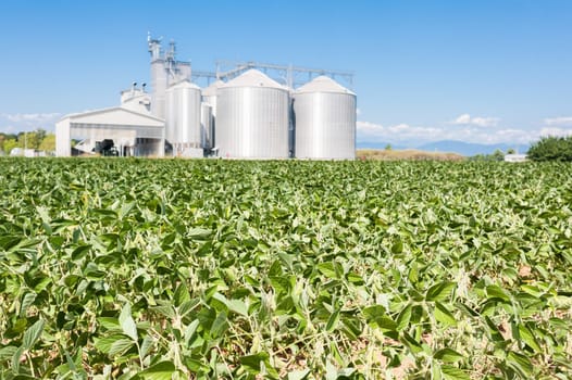 Soybean field. In the background, blurred a drying plant and silos
