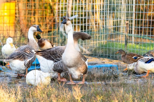 Two swan geese along with other ducks