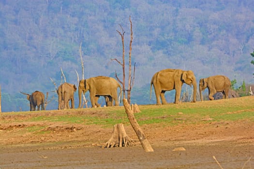 Indian Elephants on the Kabini River in Nagarhole National Park in India