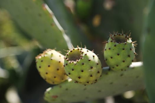 The pear fruit on a tuna cactus