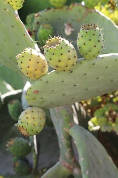 The pear fruit on a tuna cactus