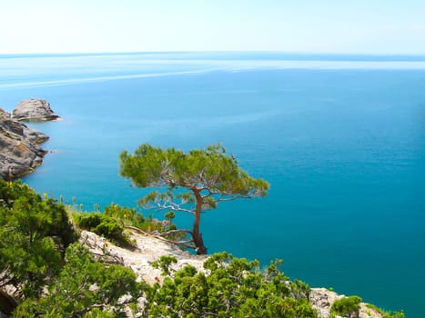 Pine tree next to sea. Crimea peninsula, Black Sea, Ukraine