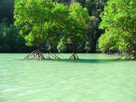 Tropical landscape. Railay beach, Krabi, Thailand. View of the mangrove forest