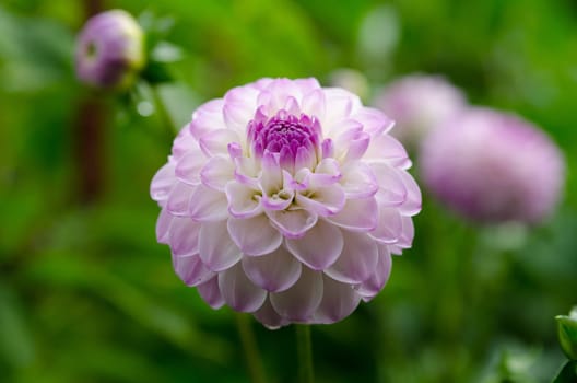 one lovely pink flower in the family dahlia in botaniska garden in gothenburg