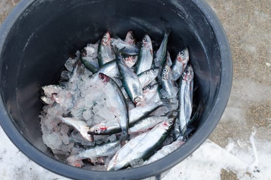 one thin full with herring ready to go to the shop