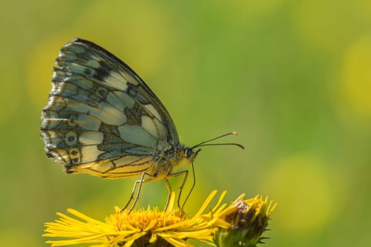 Checkerboard butterfly with outer wings