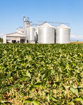 Soybean field. In the background, blurred a drying plant and silos