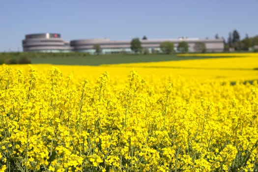 Rapeseed field with modern factory building in the background