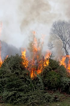 Burning Tannenbäume_loderndes fires