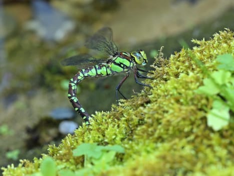 Females of the blue-green mosaic maid (Aeshna cyanea) laying eggs in moss