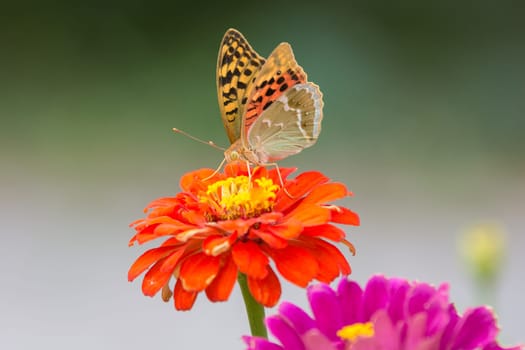 Perlamutrovka Butterfly closeup on a flower collecting nectar