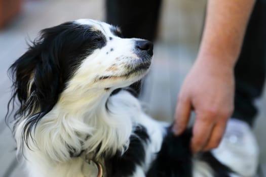 Mixed breed dog enjoying some affection.