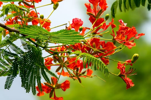 Flame tree,close-up of the tropical red flower