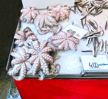 Venetian fish market - octopus. The Rialto fish market is located alongside the Grand Canal near the Rialto Bridge - Venice, Italy