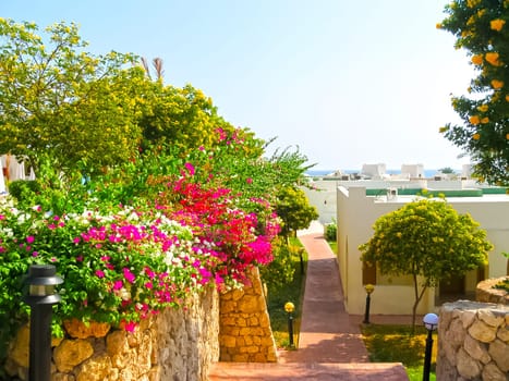 Beauty pink bougainvillea and white building of hotel in Sharm el Sheikh, Egypt