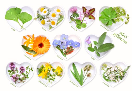 Alternative medicine with medicinal plants 1
