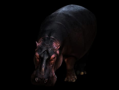 hippopotamus in the dark background with spotlight