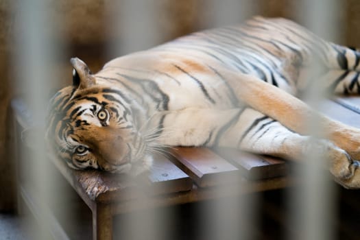 tiger behind bars in a zoo cage.
